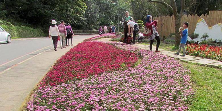 Taman bunga yang bertebaran di sejumlah tempat di Taman Nasional Yangmingshan di utara Taipei, Taiwan, menjadikan wisata jalan kaki di Yangmingshan sebagai wisata yang menyenangkan.