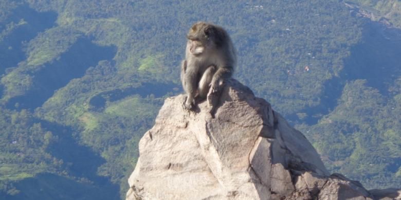 Monyet di puncak Gunung Agung