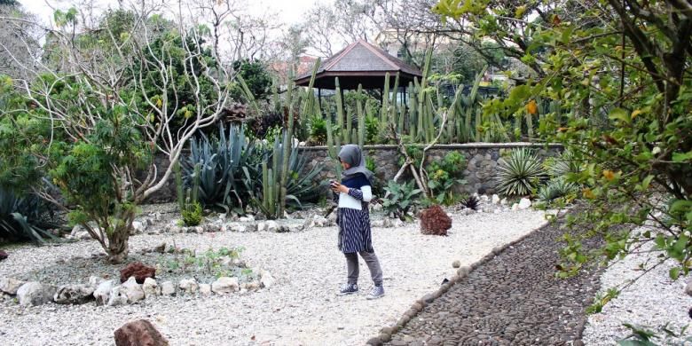 Salah satu spot berfoto atau selfie pertama di Kebun Raya Bogor yaitu taman Mexiko. Bebatuan dan tanaman kaktus yang khas membuat pemandangannya se otentik negara asalnya. 