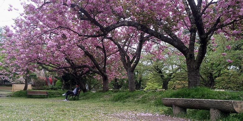 Suasana sakura mekar pada musim semi tampak indah, menjadikannya sebagai salah satu unggulan atraksi wisata alam wilayah Tohoku, Jepang. Tampak sakura bermekaran di Taman Hirosaki, Prefektur Aomori.