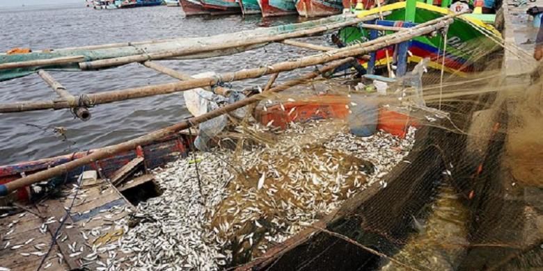 Nelayan tangkap melepaskan ikan tembang dari jala untuk dijual ke pengepul di Muara Angke, Penjaringan, Jakarta Utara, Selasa (19/7). Ratusan nelayan menikmati panen ikan tembang seminggu terakhir meski harus melaut lebih jauh karena reklamasi Teluk Jakarta.