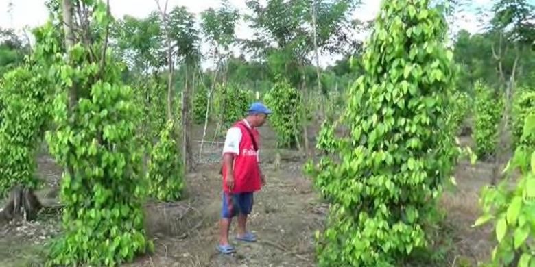 Petani lada putih di Provinsi Bangka Belitung