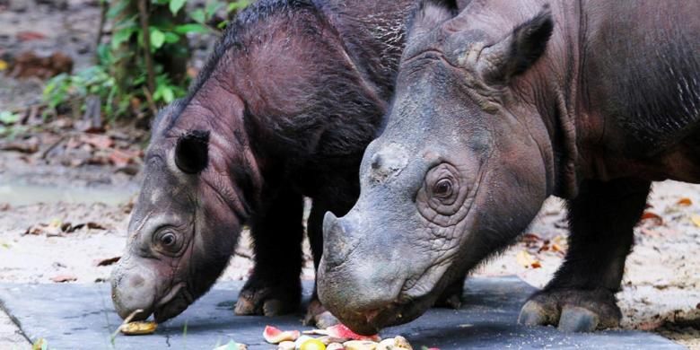 Bayi Badak Sumatera Delilah bersama induk Badak Sumatera Ratu menyantap buah-buahan di Suaka Rhino Sumatera Taman Nasional Way Kambas, Lampung Timur, Rabu (27/6/2016). ASEAN Center for Biodiversity resmi menetapkan Taman Nasional Way Kambas sebagai salah satu taman warisan ASEAN (Asean Heritage Park/AHP) karena kekayaan keanekaragaman hayati di dalamnya.