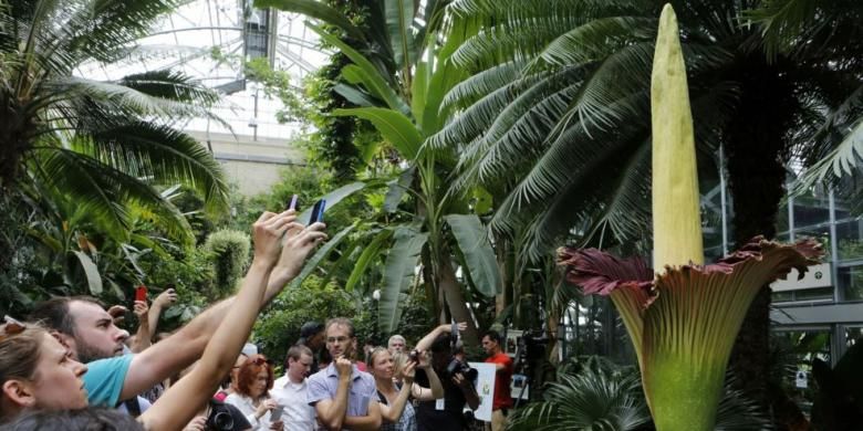 Para wisatawan mengambil gambar bunga bangkai titan arum (Amorphophallus titanum) di Kebun Botani AS di tahun 2013.