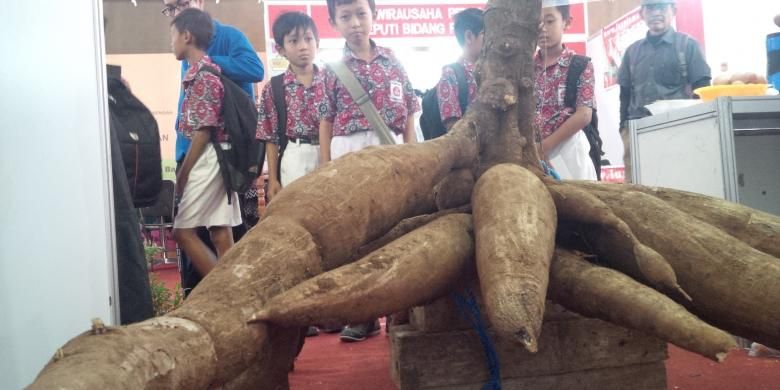 Sejumlah siswa melihat ubi kayu ukuran jumpo di Kabupaten Expo, Kamis (11/8/2016) siang. Ubi kayu dengan berat 1.5 kwintal ini dibudidayakan oleh kelompok Usaha Tani Maju desa Kemetul, Kecamatan Susukan, Kabupaten Semarang.