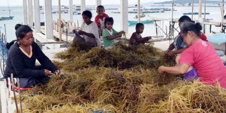 Para buruh tani sedang mengikat benih rumput laut di tali nilon. Para buruh tani ini dibayar Rp 1000 per ikatnya. Walau pun dengan harga rendah daya jual rumput laut, para petani rumput laut di Kelurahan Palabusa, Kecamatan LeaLea, Kota Baubau, Sulawesi Tenggara tetap bertahan