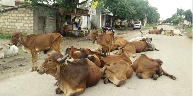 Sapi-sapi yang berkeliaran di jalan-jalan raya India.