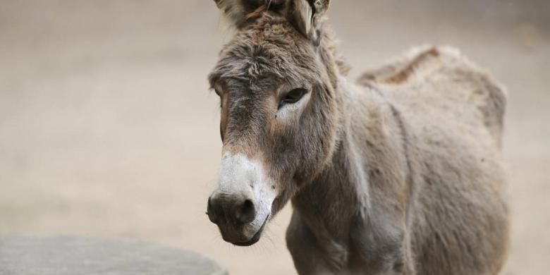Gelatin dari keledai digunakan untuk membuat ejiao, obat tradisional China yang diyakini dapat meningkatkan sirkulasi darah dan melancarkan menstruasi atau haid.