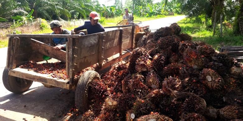 Asri, petani sawit di wilayah perbatasan di Sebatik Kabyupaten Nunukan, mulai menikmati kenaikan harga sawit. Selain menjual sawit ke Tawau Malaysia, para petani mengaku bisa menjual ke pabrik pengolahan kepala sawit yang mulai beroperasi di Sebatik.