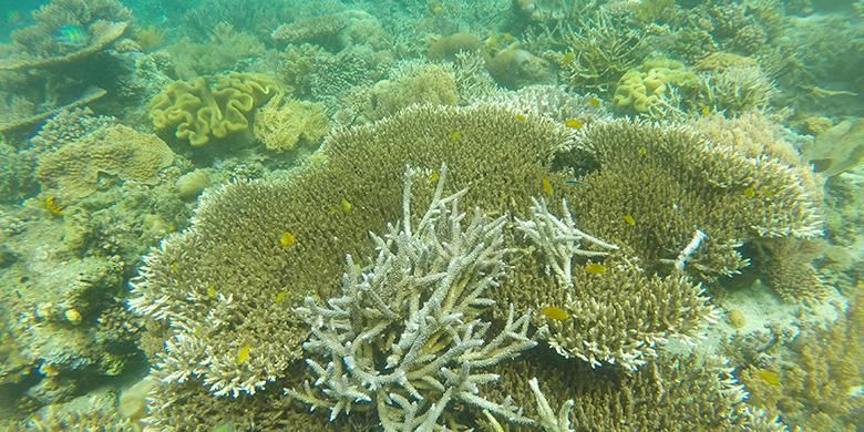 Lanskap terumbu karang di Pulau Dua, Desa Kampangar, Kecamatan Balantak , Kabupaten Banggai, Provinsi Sulawesi Tengah, Minggu (4/12/2016). Di Pulau Dua terkenal dengan wisata pantai dan spot menyelam terbaik di Banggai.