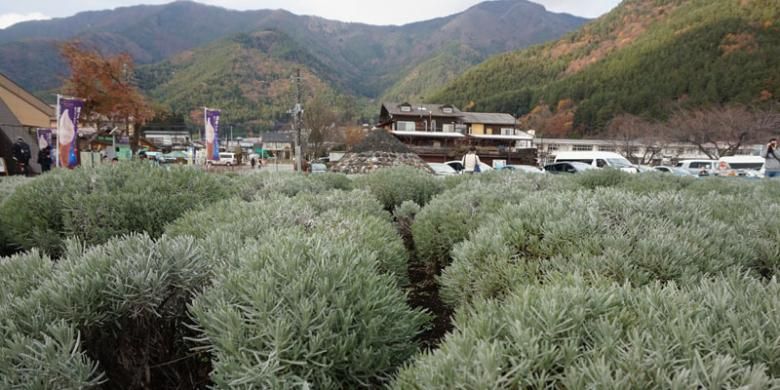 Taman Oishi di Prefektur Yamanashi, Jepang, Rabu (30/11/2016). Dari taman ini, wisatawan bisa menyaksikan Gunung Fuji dan Danau Kawaguchiko.