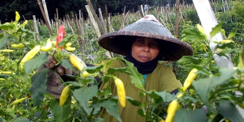 Buruh tani memanen cabai rawit di Desa Perbawati, Sukabumi, Jawa Barat, Kamis (8/12/2016).