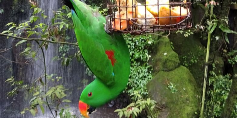 Tingkah polah berbagai macam burung dapat dijumpai di area Bird Aviary, Taman Safari Indonesia, Bogor, Jawa Barat, Sabtu (14/1/2017).