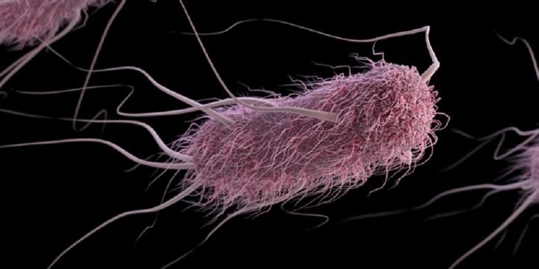 Escherichia coli