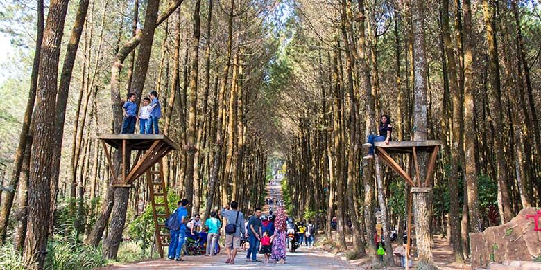 Pinusan Kragilan, Hutan Pinus “Instagrammable” di Lereng Barat Gunung  Merbabu