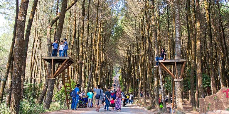 Spot foto di Pinusan Kragilan berlatar belakang jalan dan barisan hutan pinus.