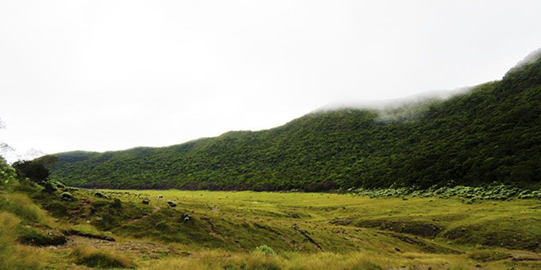 Alun-alun Surya Kencana di Gunung Gede.