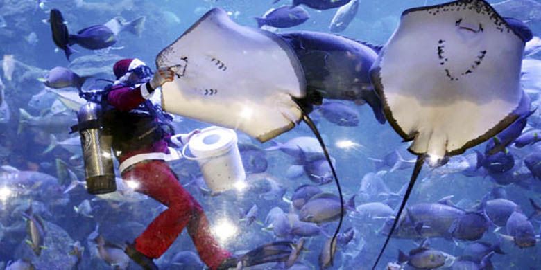 Santa Claus memberi makan ikan di aquarium besar Sea World, Taman Impian Jaya Ancol, Jakarta, Minggu (25/12). Dalam mengisi libur Natal, Sea World Indonesia memanjakan pengunjung dengan berbagai atraksi. Foto: Ismail Pohan/INDOPOS