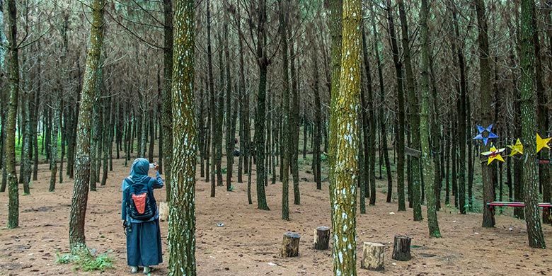 Kawasan hutan pinus di Wisata Wonoasri Seper (WNS), Wonogiri