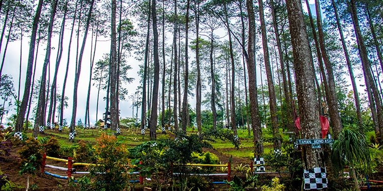 Foto : Wonogiri Juga Punya Hutan Pinus yang Instagramable, Tertarik?