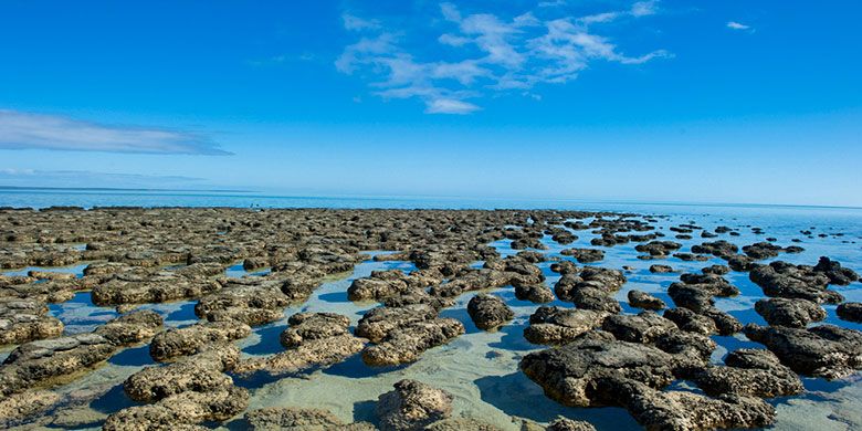 Shark Bay di Australia.