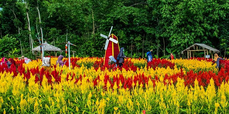 Warna Warni Taman Bunga Celosia Mekar Sampai Boyolali