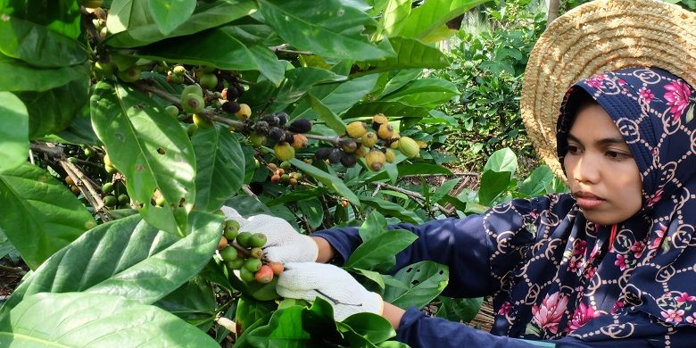 Petani Kopi yang tergabung dalam Kelompok Tani Liberika Rangsang Meranti tengah memetik buah kopi.