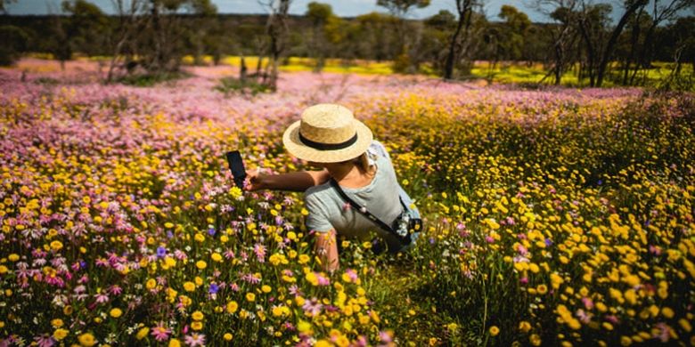 Hamparan wildflower di Coalseam Conservation Park, Australia Barat (Dok. Tourism Western Australia)