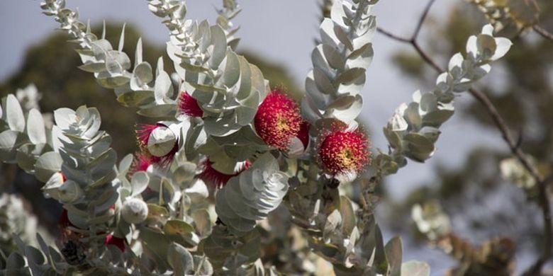 Mottlecah (Eucalyptus macrocarpa) di Kings Park and Botanical Garden. (Dok. Tourism Western Australia)