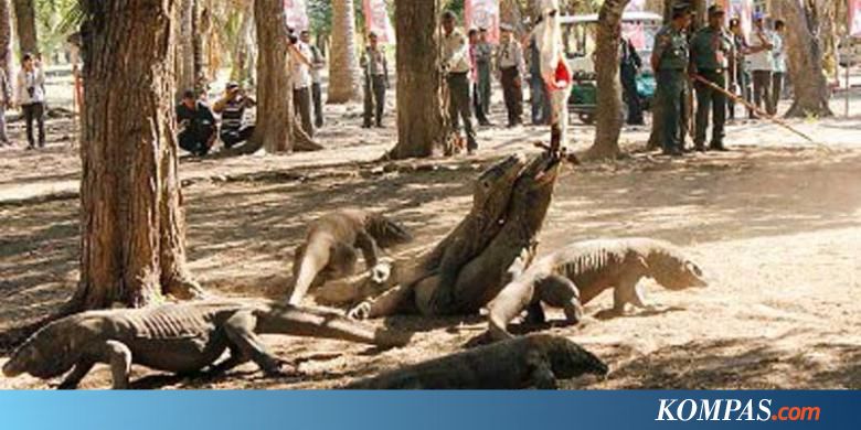 41 Komodo Diselundupkan ke Luar Negeri, 1 Ekor Dijual Rp 500 Juta