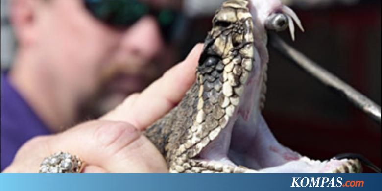Pria AS Hampir Mati Usai Digigit Kepala Ular Derik yang 