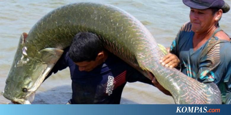 Warga Tangkap 13 Ikan Arapaima di Sungai Brantas, 3 Ekor ...