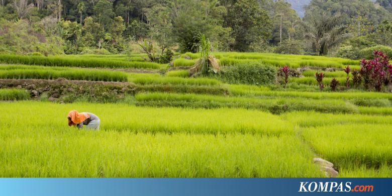 Berkat Urine Kelinci, Penghasilan Petani di Daerah Ini Tumbuh Pesat