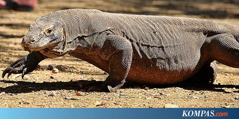  Komodo Kadal Raksasa Paling Berbahaya di Dunia Halaman 1 