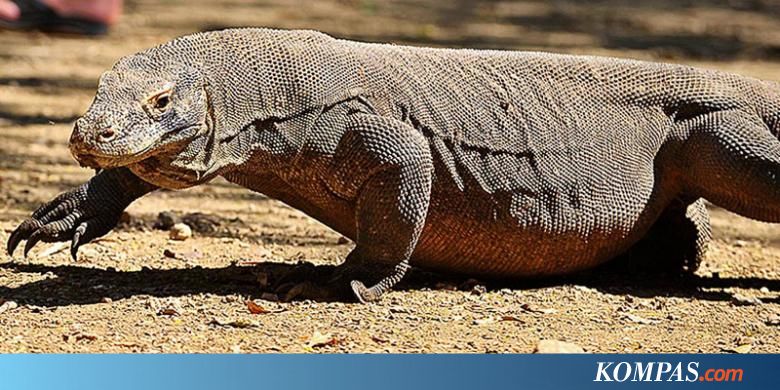  Komodo Kadal Raksasa Paling Berbahaya di Dunia Halaman 1 