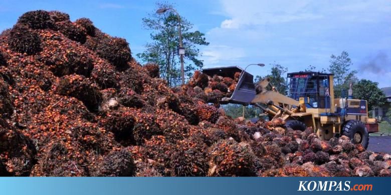 Perang Dagang China vs AS Bisa Berdampak ke Harga CPO