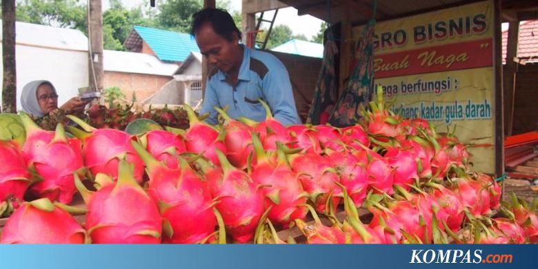 Pemerintah Dorong Peningkatan Ekspor Buah Naga