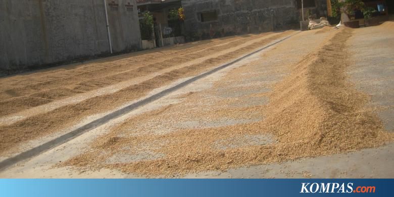 Dari HPP Gabah  Petani Bisa Dapat Untung 25 Persen 