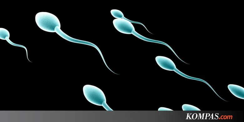 Bagaimana Cara Sperma Berenang Menuju Sel Telur? - Kompas.com