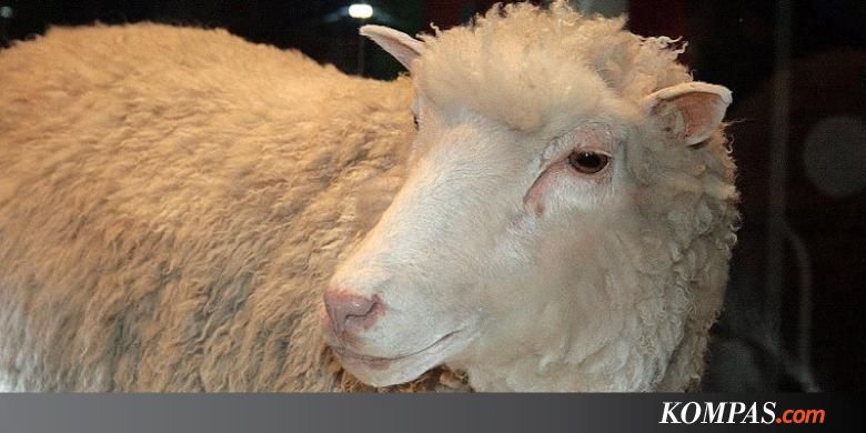 Kisah Domba Dolly Hasil Kloning Mamalia Pertama di Dunia 
