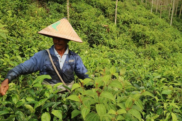 Petani Kebun Teh Kertowono tengah memetik pucuk daun teh pada suatu pagi, Senin (10/5/2017). Perkebunan Teh Kertowono berdiri sejak tahun 1910.