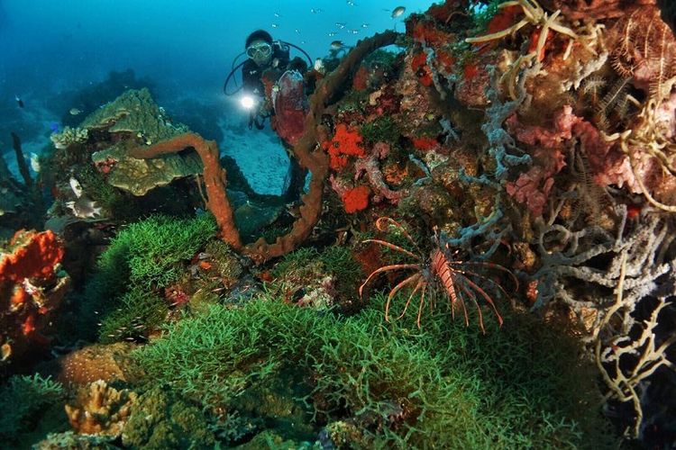 Pemandangan biota laut yang akan ditemukan pada kedalaman 15-20 meter titik selam Tandaigi, Teluk Tomini. Terdapat Red Lionfish yang dikenal sebagai ikan yang cantik namun beracun. Ikan ini merupakan salah satu Family Scopaenidae yang paling berbisa di dunia. Spesies ini hanya aktif di malam hari, sedangkan pada siang hari mereka akan bersembunyi di balik karang.