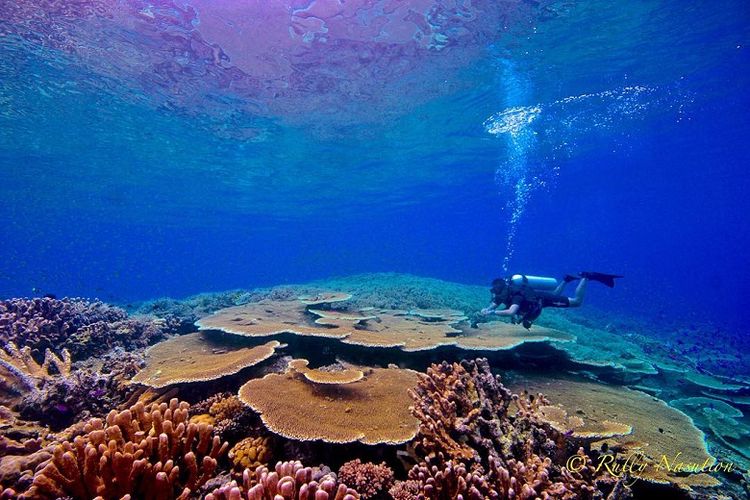 Perairan Teluk Tomini, tepatnya di Ampibabo, dipenuhi oleh Giant coral Reef. Ukuran diameternya bervariasi mulai dari 30cm hingga 2 meter. Karang-karang ini membentuk sebuah taman karang (Coral Garden) seluas lapangan bola. 