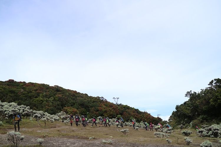 Pendaki gunung di Lembah Mandalawangi Gunung Pangrango, Jawa Barat.