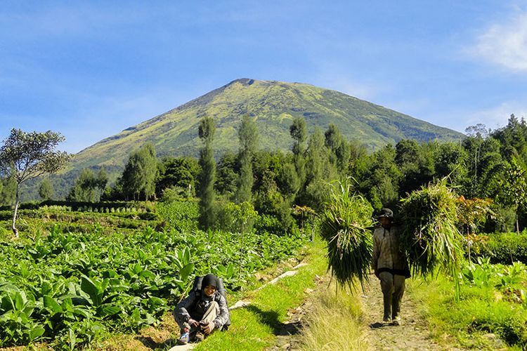 Gunung Sindoro via Kledung.
