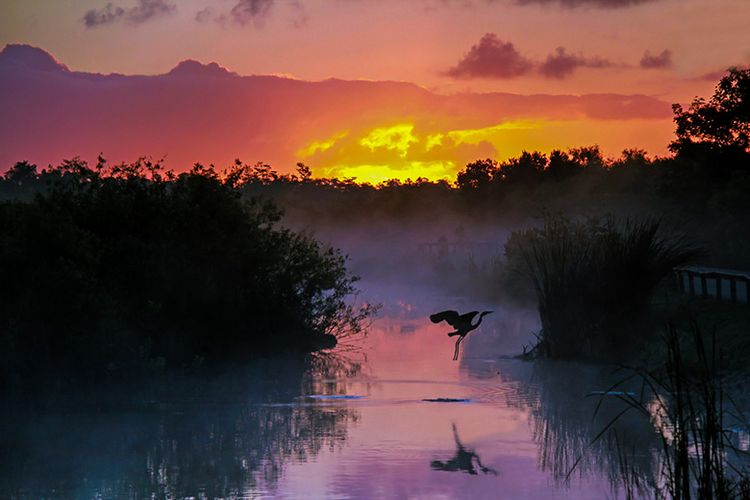 Taman Nasional Everglades, Amerika Serikat yang terancam menurut UNESCO.