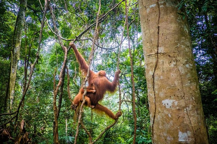 Hutan Hujan Tropis Sumatera, Indonesia yang terancam menurut UNESCO.