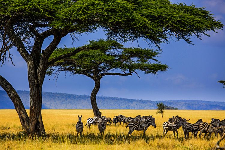 Kumpulan Zebra di Taman Nasional Serengeti, Tanzania.