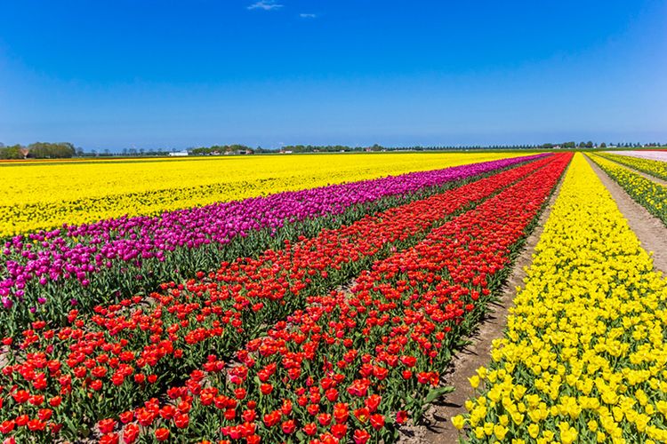 Padang Bunga Tulip di Noordoostpolder, Belanda.