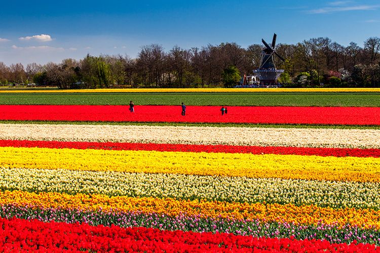 Padang Bunga Tulip di Dekat Lisse, Belanda